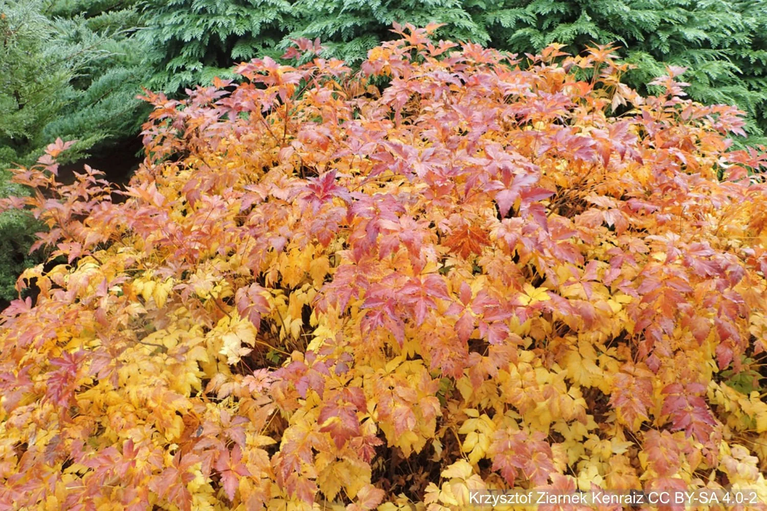 yelllowroot-fall.jpg