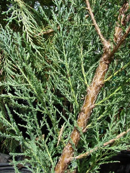 Juniperus%20virginiana%20%27Skyrocket%27%20Juniperus%20virginiana%20Forest%20and%20Kim%20Starr%20CC%20BY%202.0.jpg
