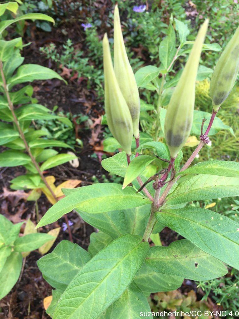 Fruit%20Fruit%20suzandhertribe%20CC%20BY-NC%204.0.jpg
