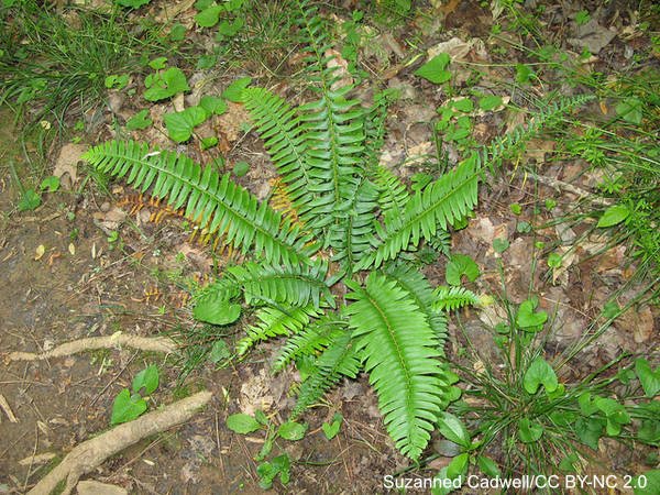 Polystichum-acrostichoides--Suzanne-Cadwell--cc-by-nc-2-0.jpg