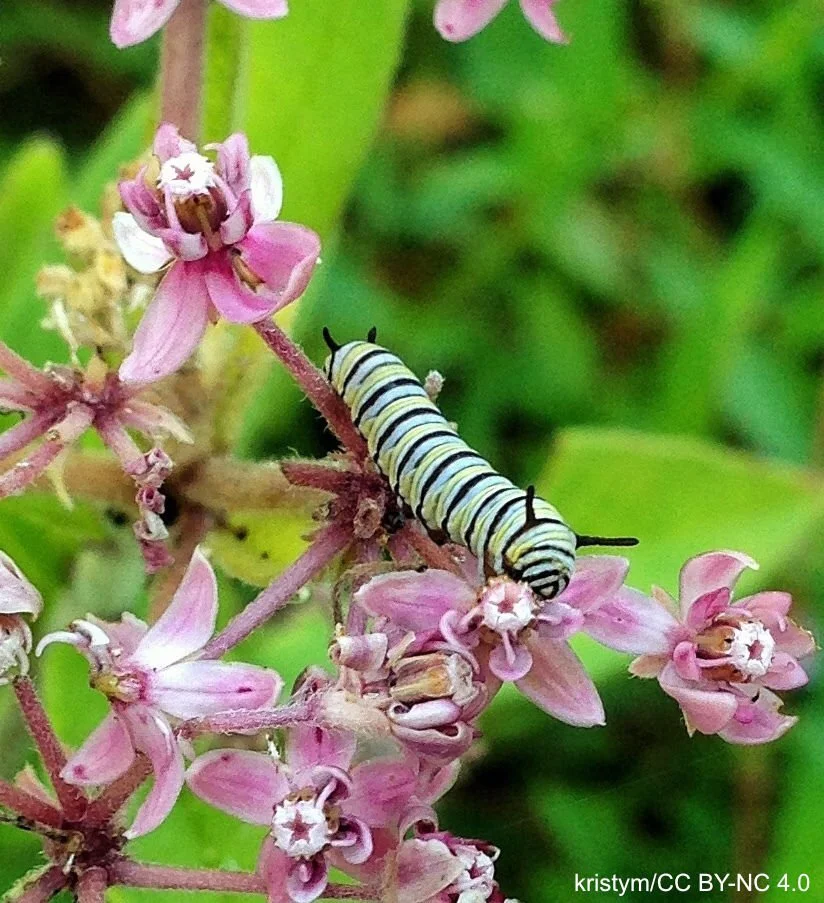 Flower%20with%20monarch%20caterpillar%20Flower%20with%20monarch%20caterpillar%20kristym%20CC%20BY-NC%204.0.jpg