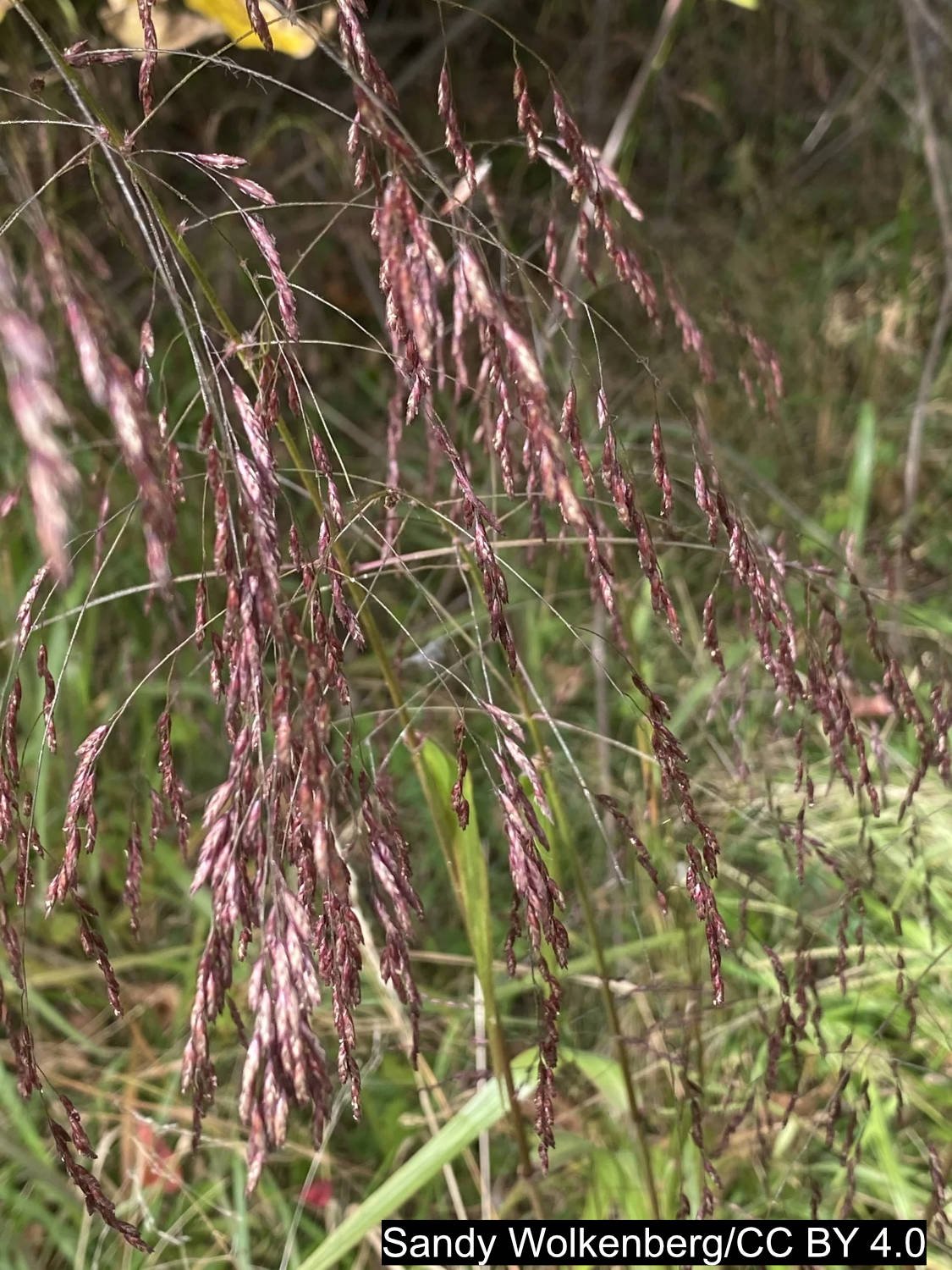 cc_Tridens-flavus.jpg