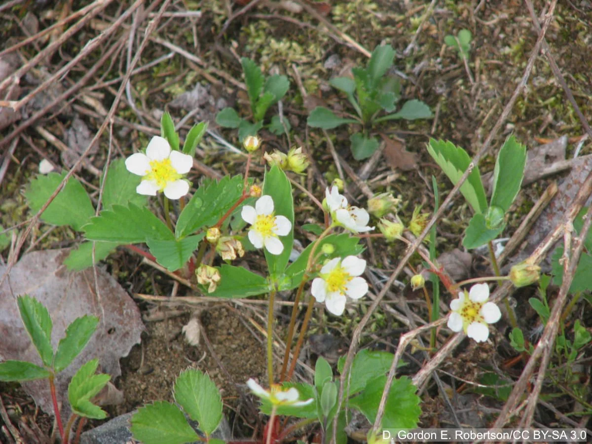 Wild_Strawberries.jpg