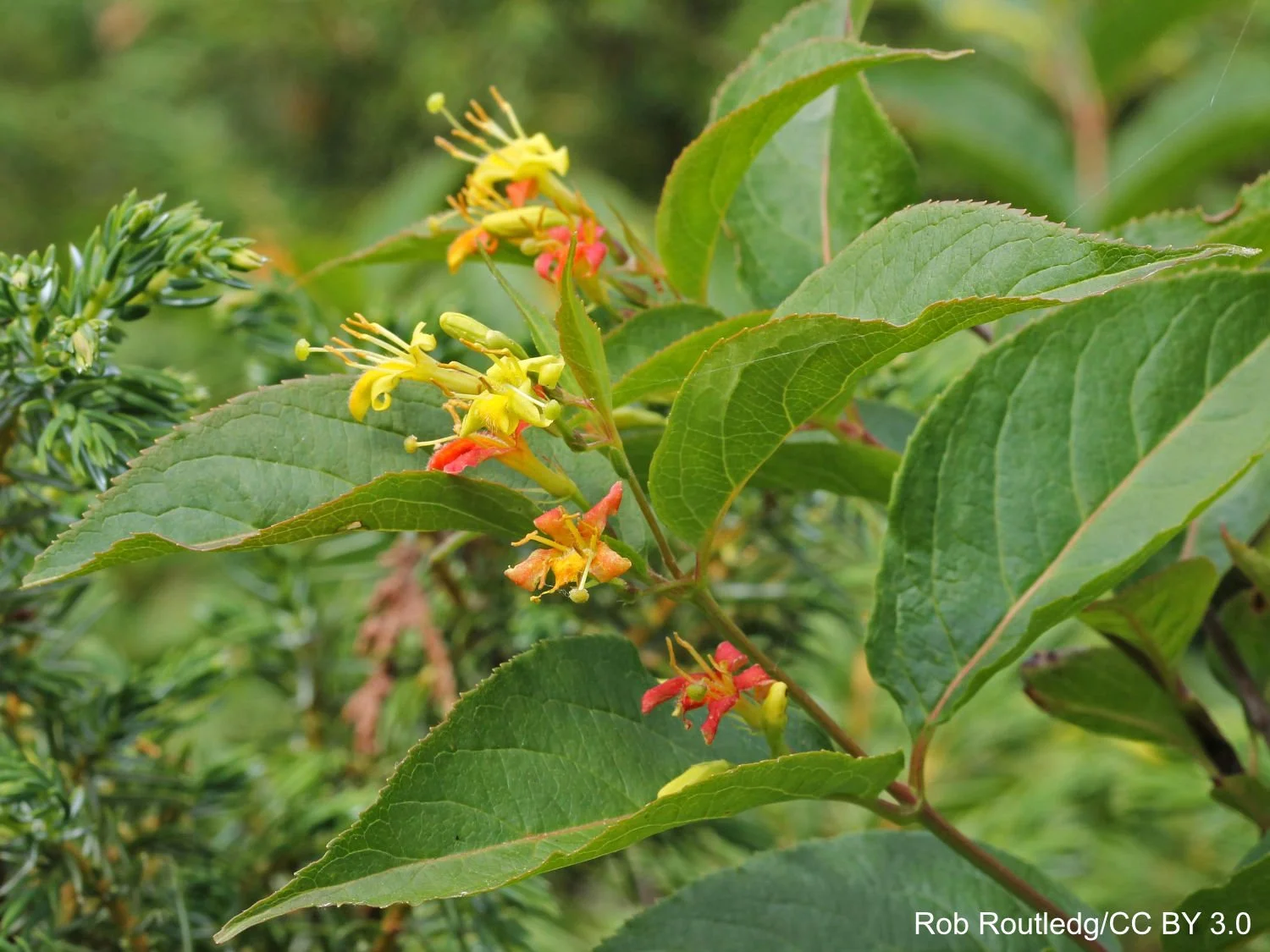 Diervilla_lonicera_5492641_4x3.jpg