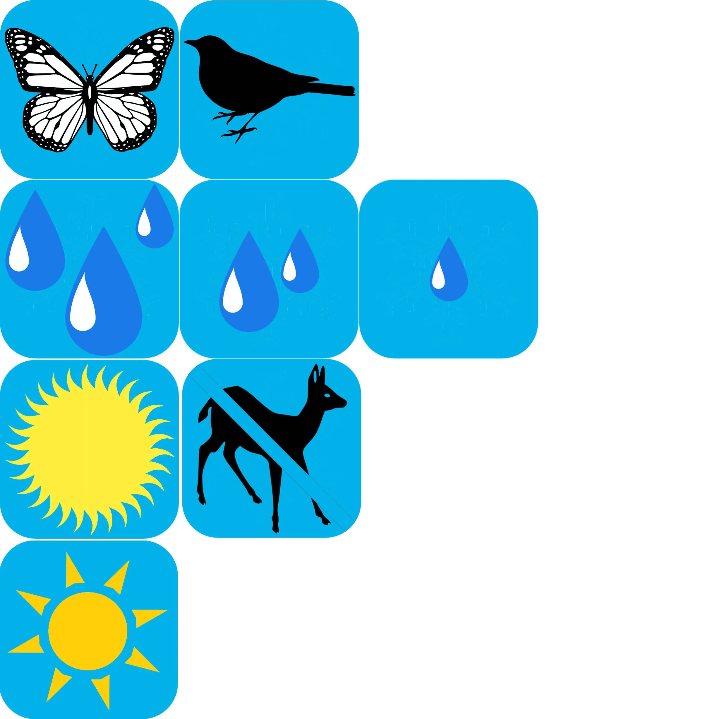 Sorghastrum nutans  .jpg