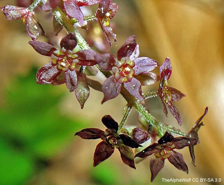 yellowroot Close up of flower TheAlphaWolf CC BY-SA 3.0.jpg