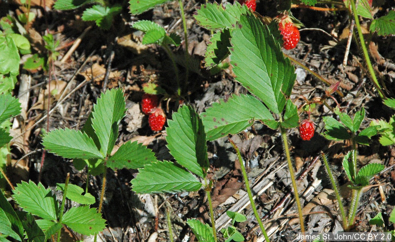 Fragaria_virginiana_(wild_strawberry)_(Great_Smoky_Mountains,_Tennessee,_USA)_1_(36641037730).jpg