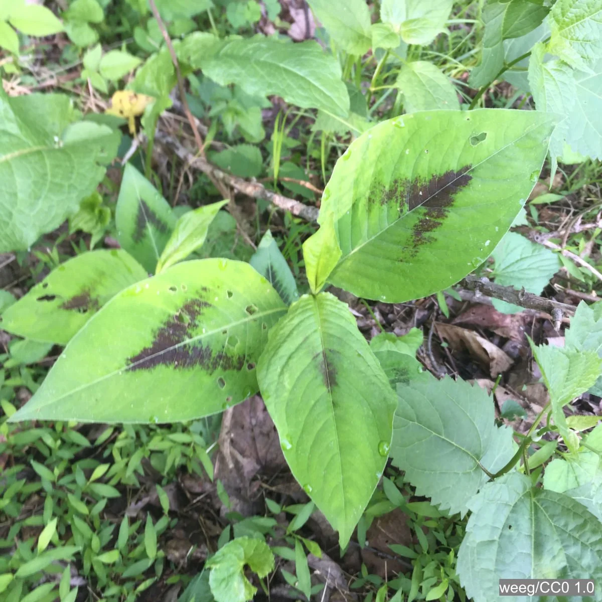 Persicaria_virginiana.jpg
