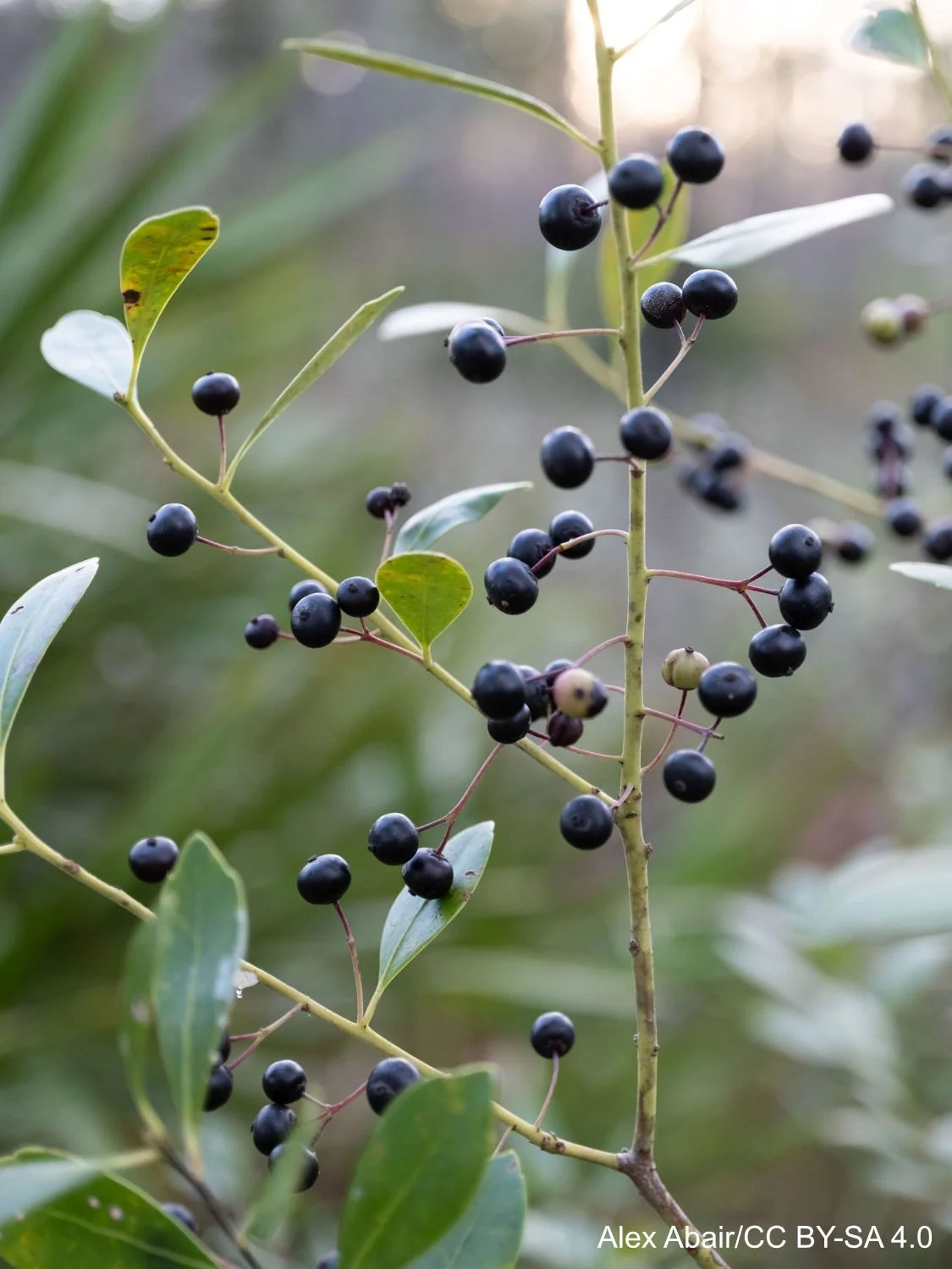 Ilex_glabra_251258583.jpg