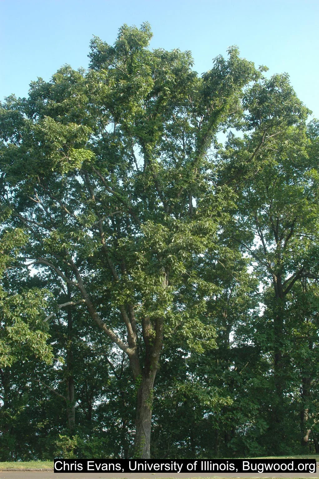 chestnut oak tree.jpg