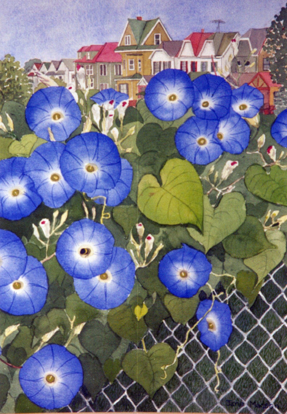 Morning Glories