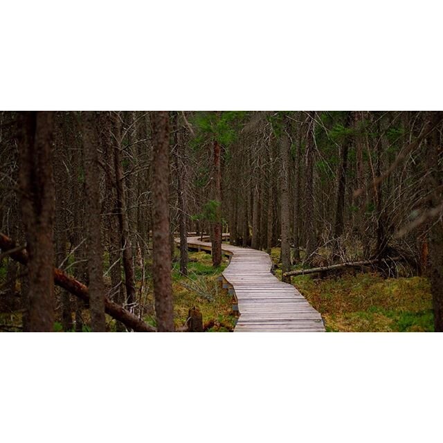 Old forest in northern Minnesota. Not as popular of a site as Lake Superior, but still really pretty. Driving in the woods in some northern parts of the state feels almost like driving through the arctic. .
.
.
.
.
#minnesota #capturemn #captureminne