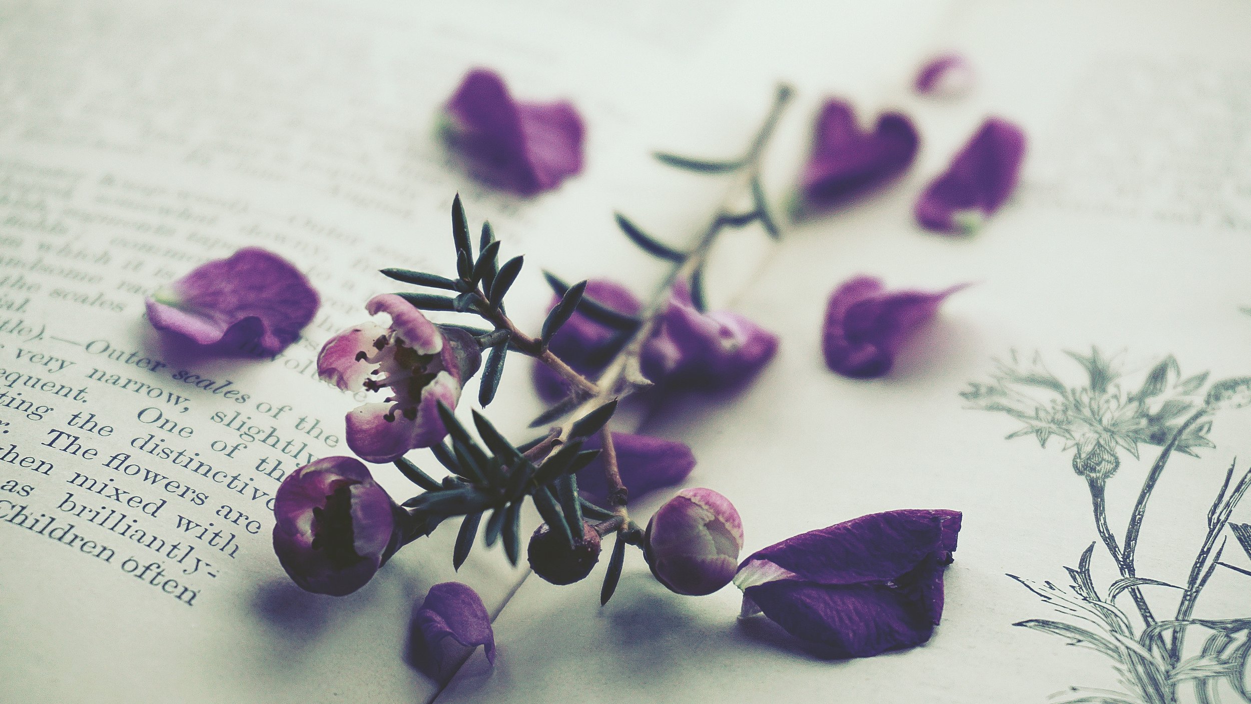 beautiful-flowers-blur-blurred-background-1781907.jpg