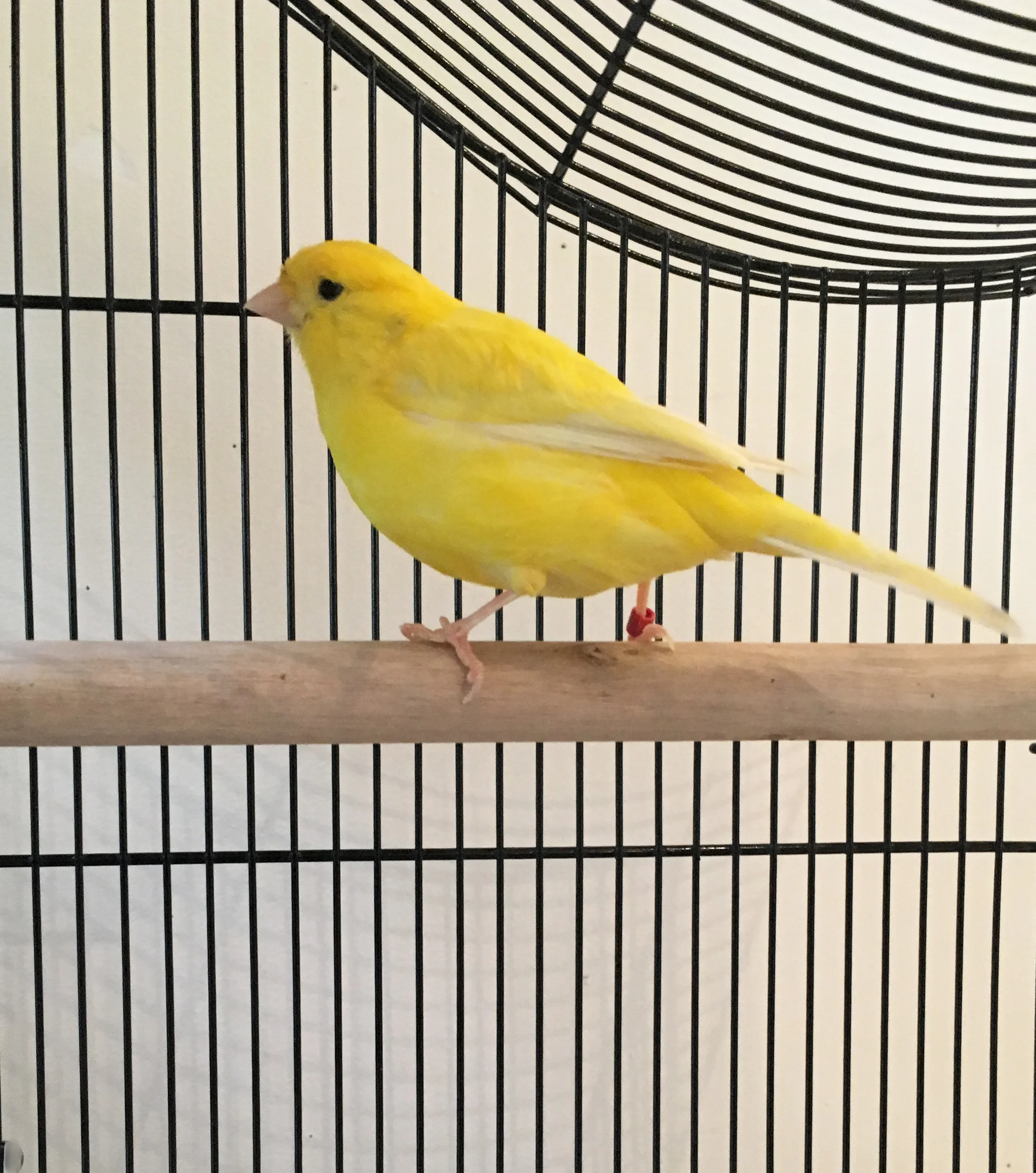 Live Canary.jpg