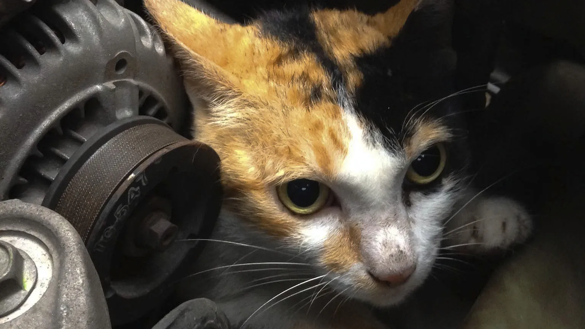 Make Your Content Engine Purr