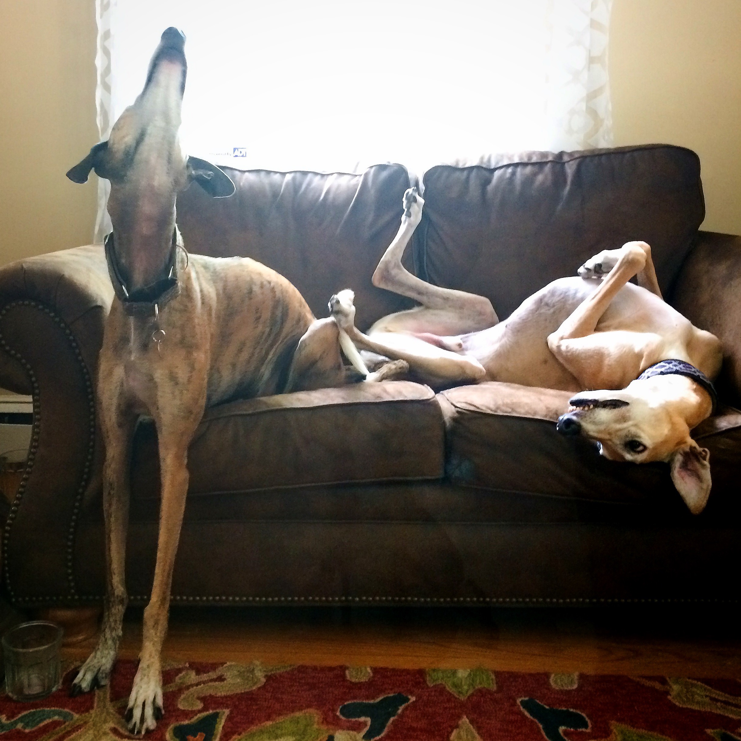 G'hound PWL - 7 of 49.jpg