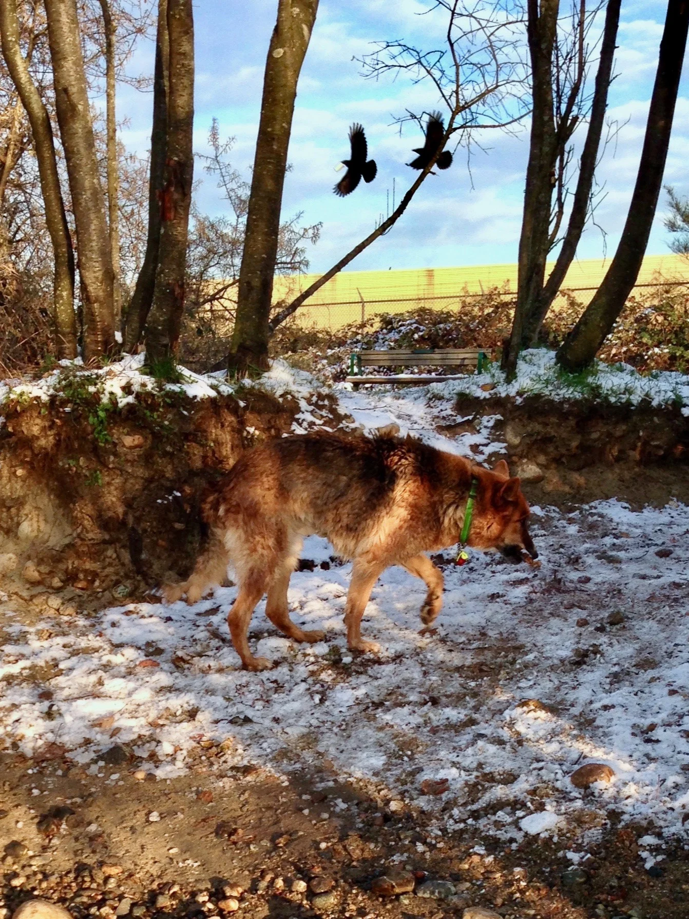 A dog, two crows and a coffee