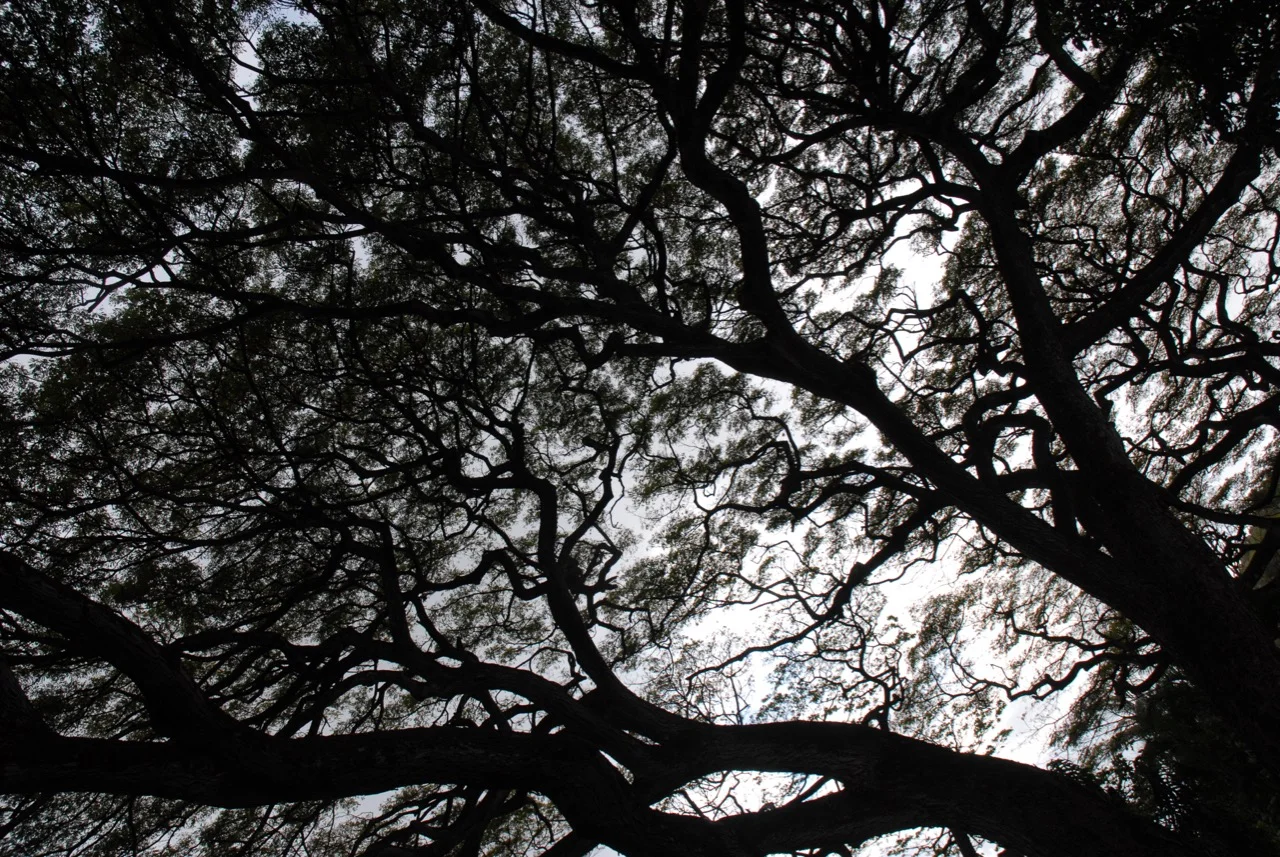 Sometimes nature is all you need!
