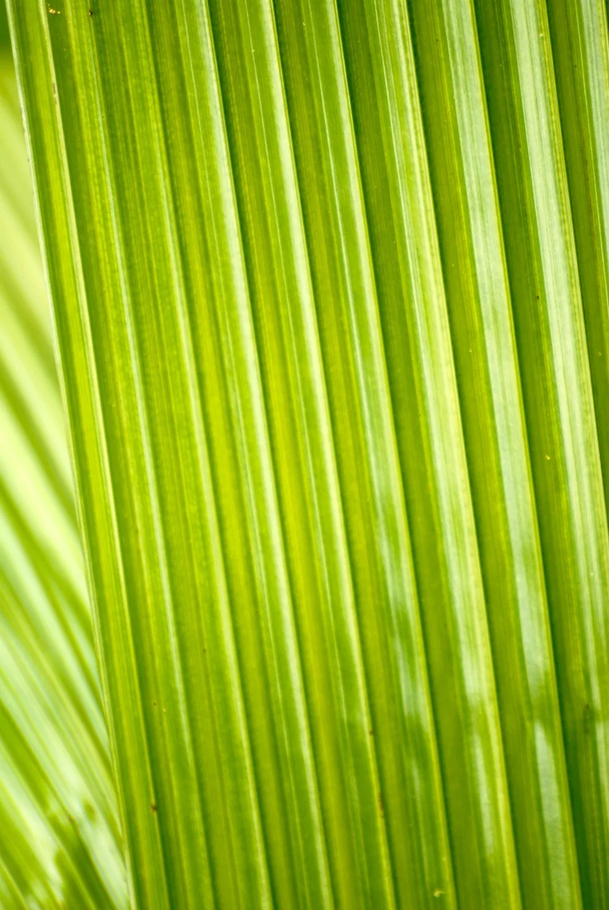 Hawaii 2010 493 (1).jpg
