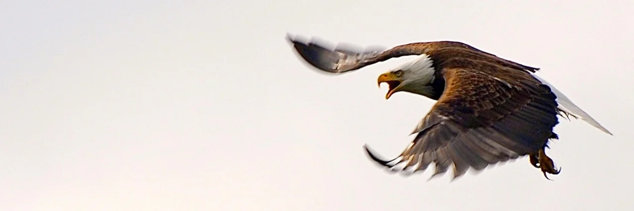 Local parent - eight eaglets in eight years!