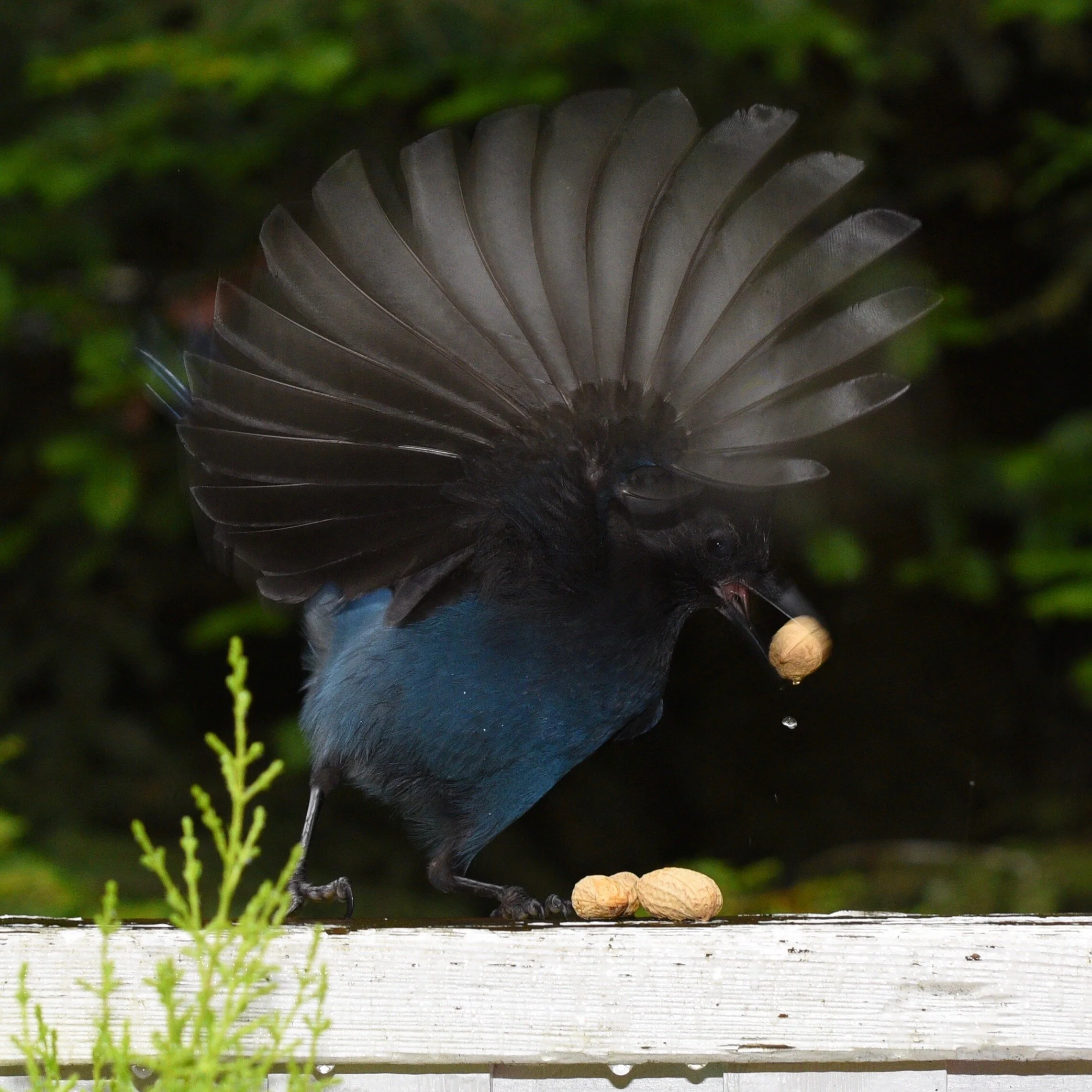 Birds_Sept20190508.jpeg