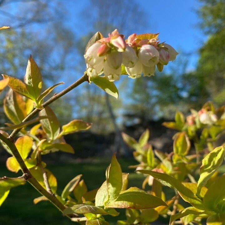 Are you looking to learn how to manage trees and shrubs through pruning? We are offering an evening virtual presentation by George Trecina that you may be interested in! Register on our website today! https://ctmga.org/products/member-2024-speaker-gt