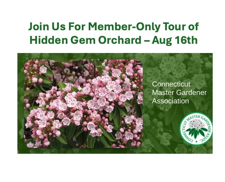 Join Us For Member-Only Tour of Hidden Gem Orchard on Saturday, August 16, beginning at 10:00 AM. The event is free. Registration is limited to 30. 
Hidden Gem was established in 2017 on land that was formerly part of Southbury Training School Farm. 