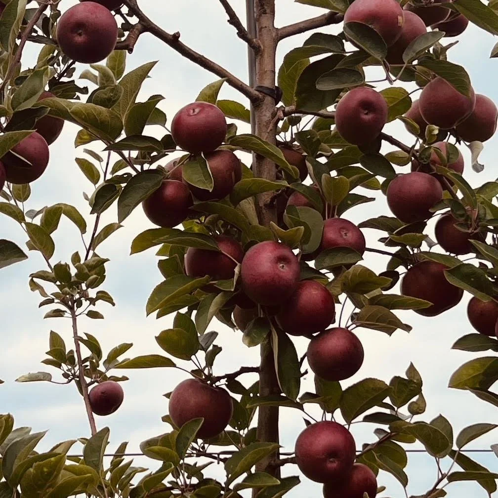 Another great CMGA tour at Hidden Gem Orchard with owner James Wargo! Set on historic farmland, Hidden Gem is home to over 4,000 apple trees across 6 acres, with 32+ heirloom and traditional varieties and growing every year. If you're a fan of unique