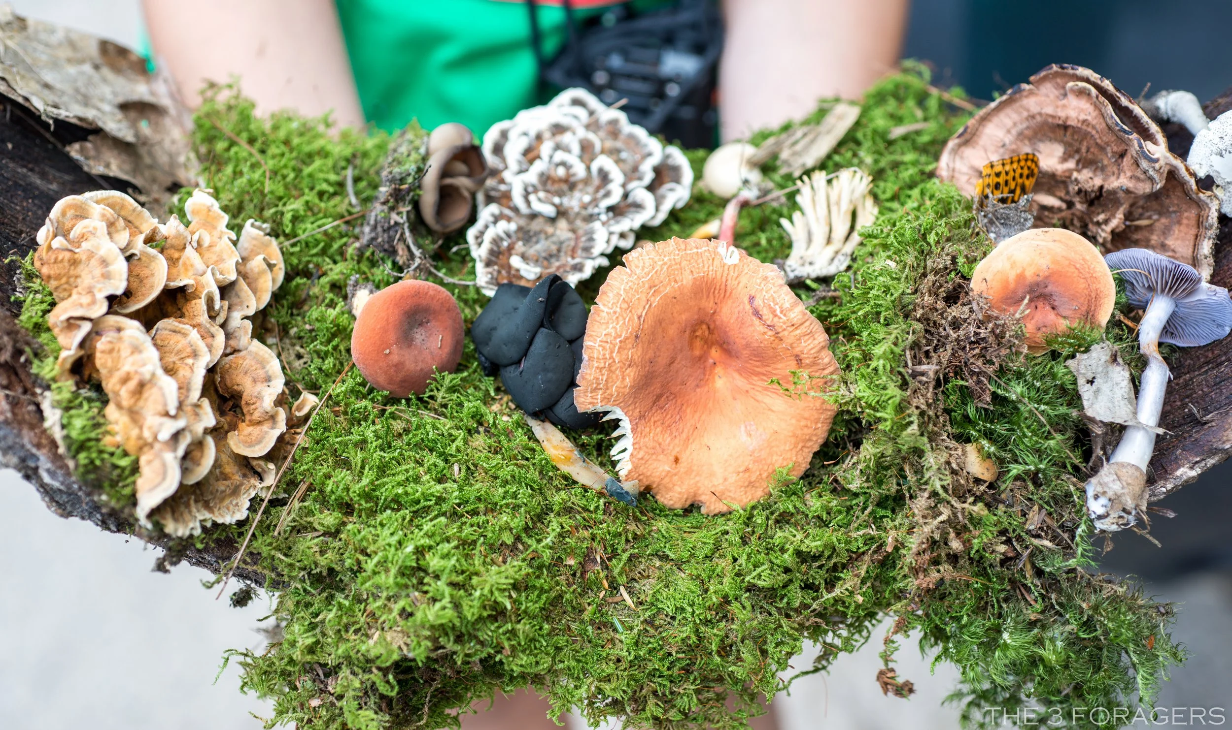 Edible Wild Plants and Fungi Foraging of Spring