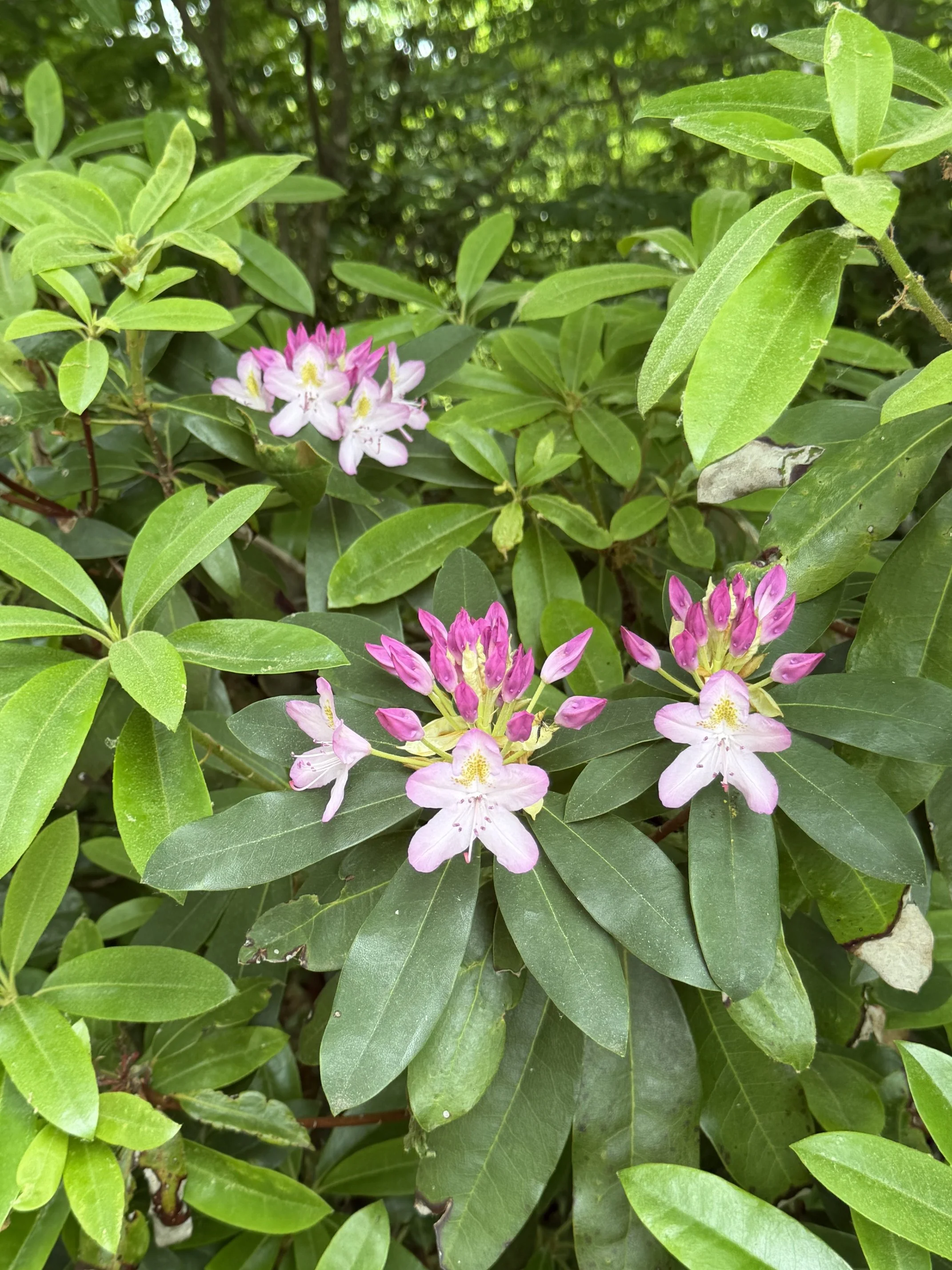 IMG_3814.jpeg