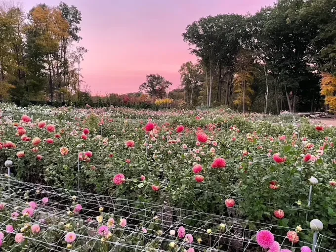 Dreamland Flower Farm-Tour of the Dahlia Farm &amp; Workshop
