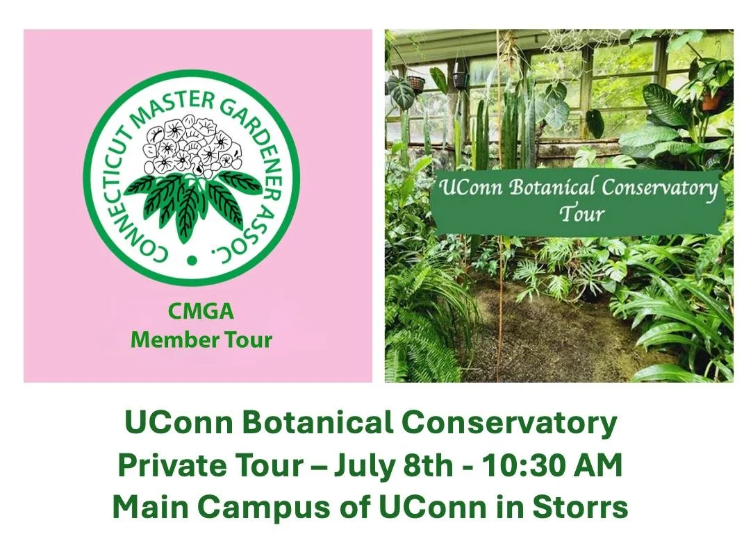 Join us for a Private Tour of the UConn Botanical Conservatory, home to one of the most diverse academic collections of living plants under glass in the United States.

Located on the University of Connecticut's main campus in Storrs, this remarkable