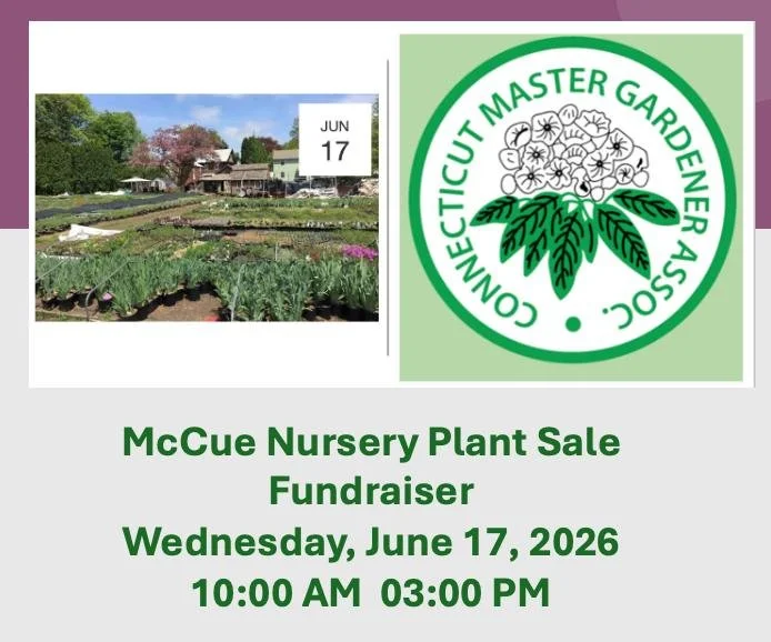🌿 McCue Nursery Plant Sale Fundraiser 🌿

Join CMGA on Wednesday, June 17, 2026, from 10 AM&ndash;3 PM at McCue Gardens in historic Old Wethersfield, CT!Shop an exceptional selection of perennials, native plants, grasses, and wildflowers while suppo