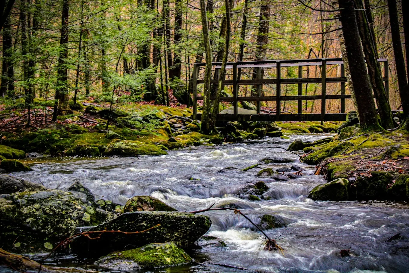 roaring brook pic 3.webp