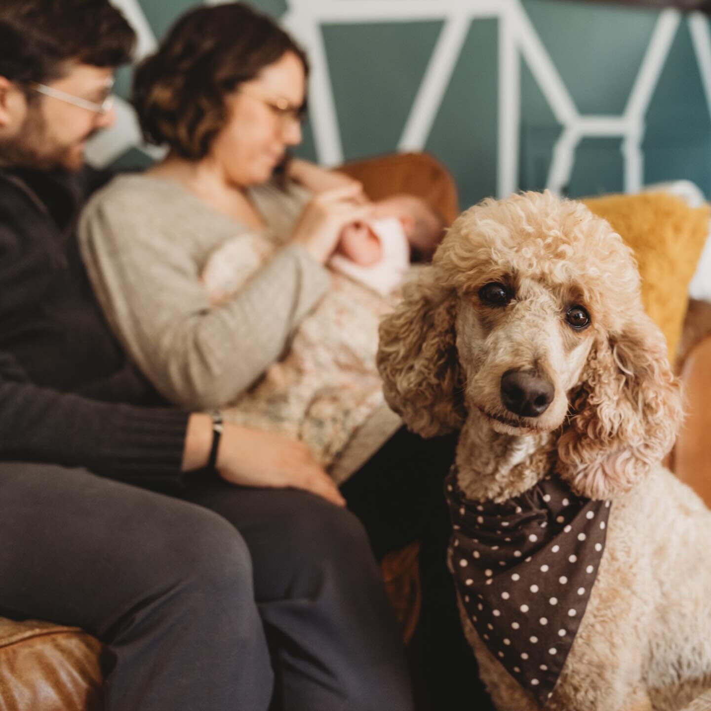 Have you ever had something stolen?
.
.
These sweet pups were the center of attention until sweet baby H showed up and STOLE the show! Now they are having to sit on the sidelines and share the love. However.. they&rsquo;re also giving their &ldquo;no