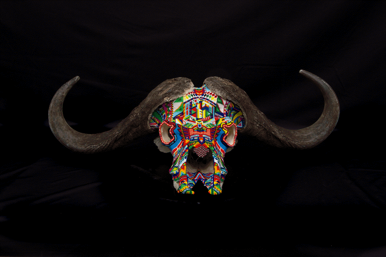 190312_CAPEBUFFALO-SPIN.gif