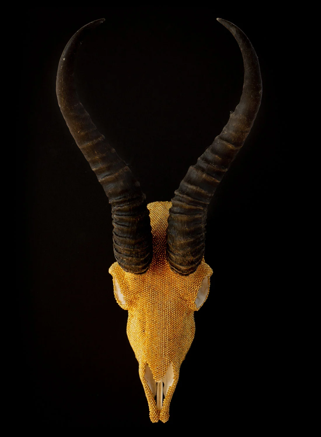 GOLD-SPRINGBOK-WEB.jpg