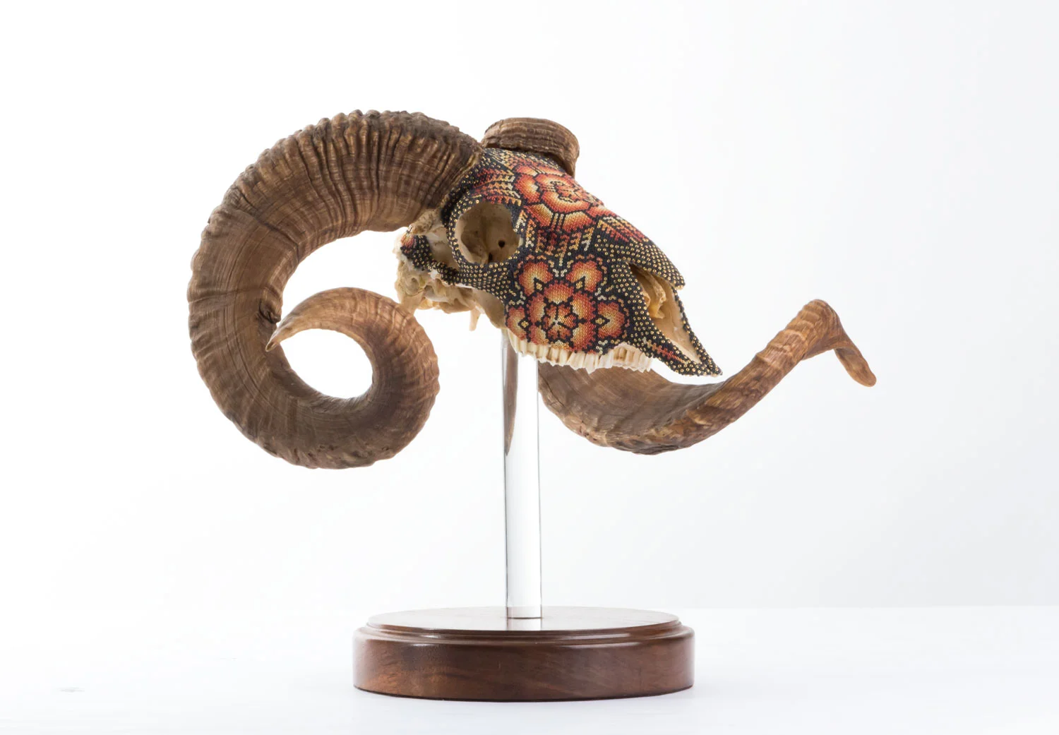 The first acrylic “float mount”. I purchased the skull mounted on the acrylic rod. I had never seen a skull mounted like this before.