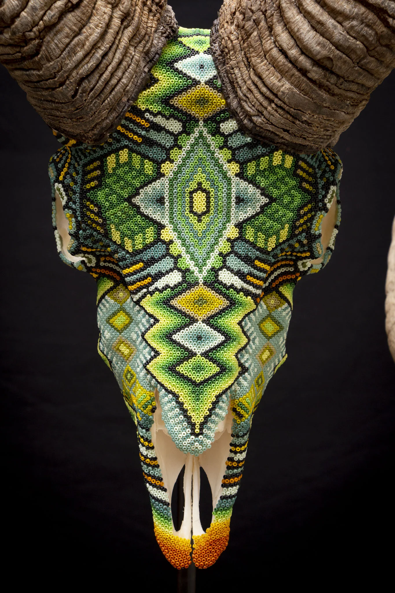 190410halfhorn ram_WEB HR.JPG