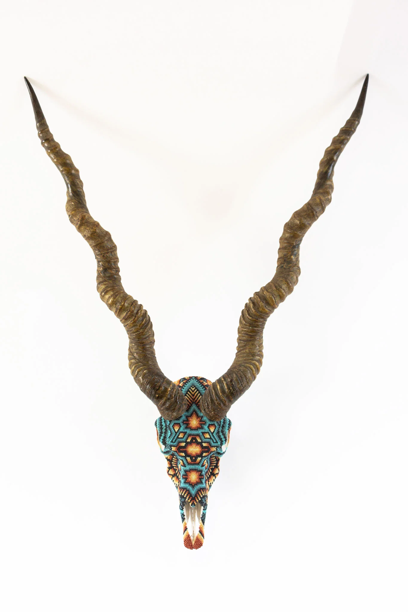  This skull has an exquisite set of horns. and was almost perfectly symmetrical.   