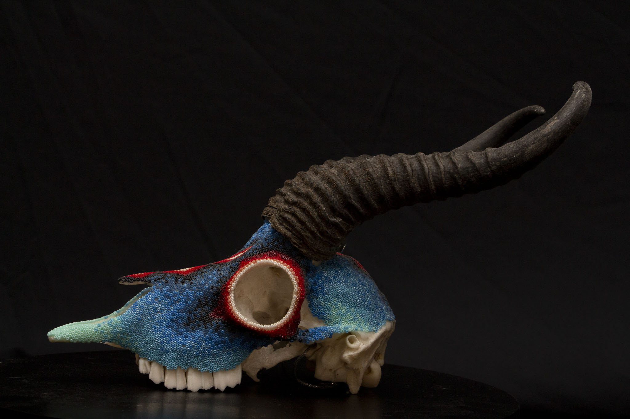 190416barretts springbok_WEB HR_2.JPG