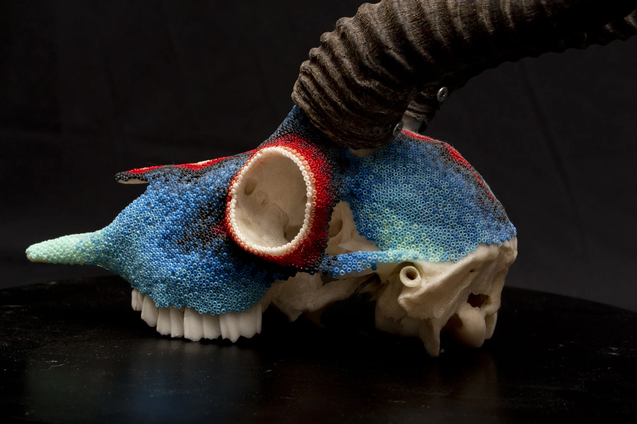 190416barretts springbok_WEB HR_3.JPG