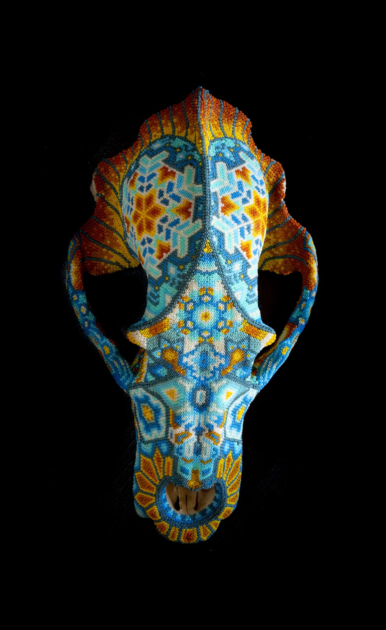 Black Bear Skull 2019