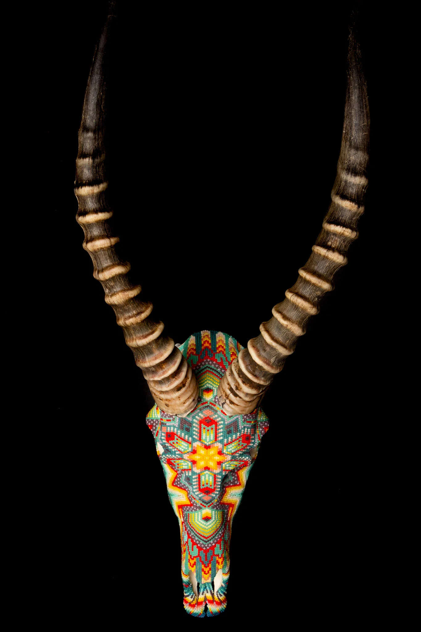 190423blesbok_WEB-HR.jpg