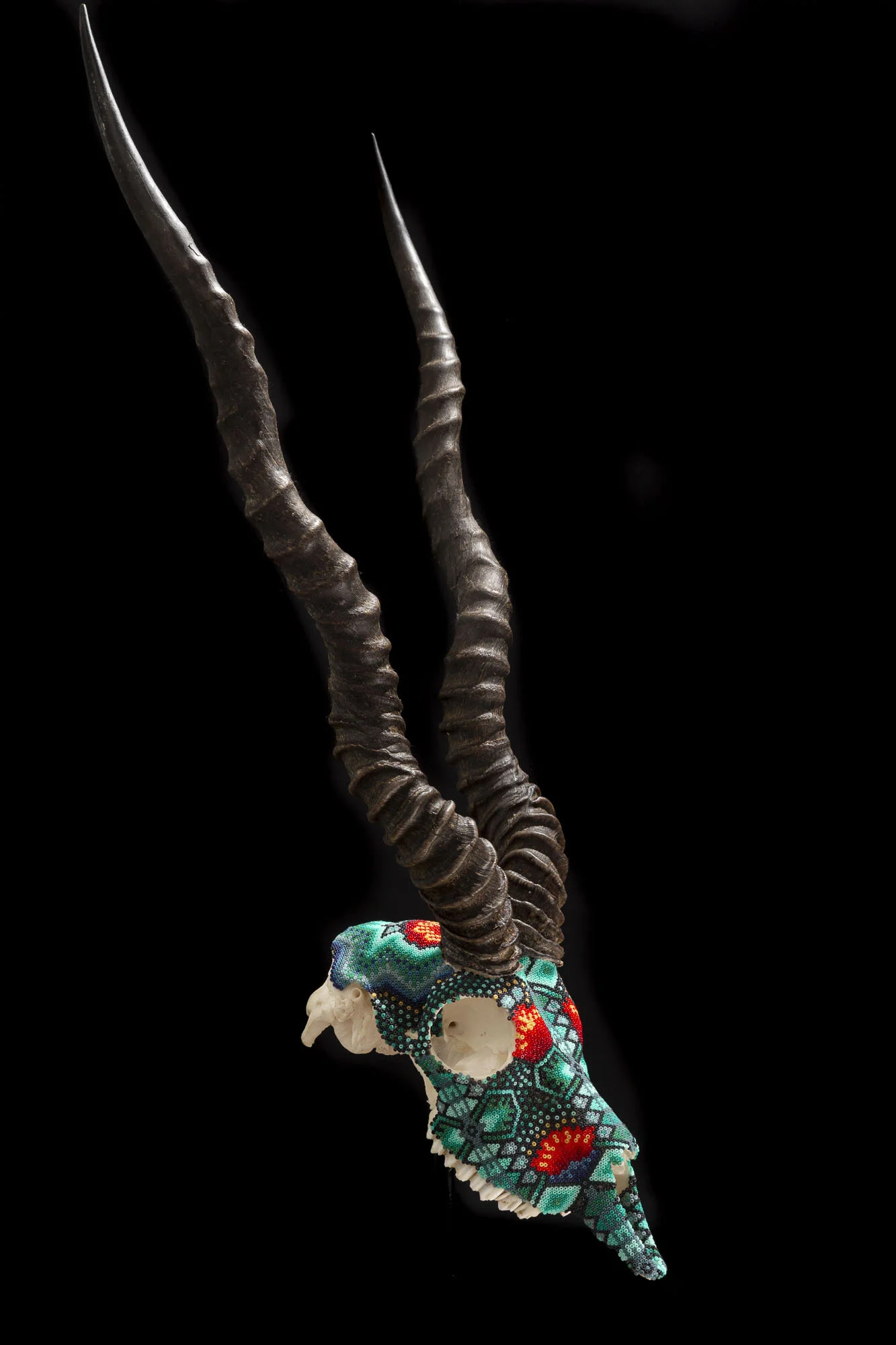   Blackbuck No. 2 2020   by Carter Watkins  Seedbeads, beeswax, on Blackbuck skull  27” X 13” X 12” 