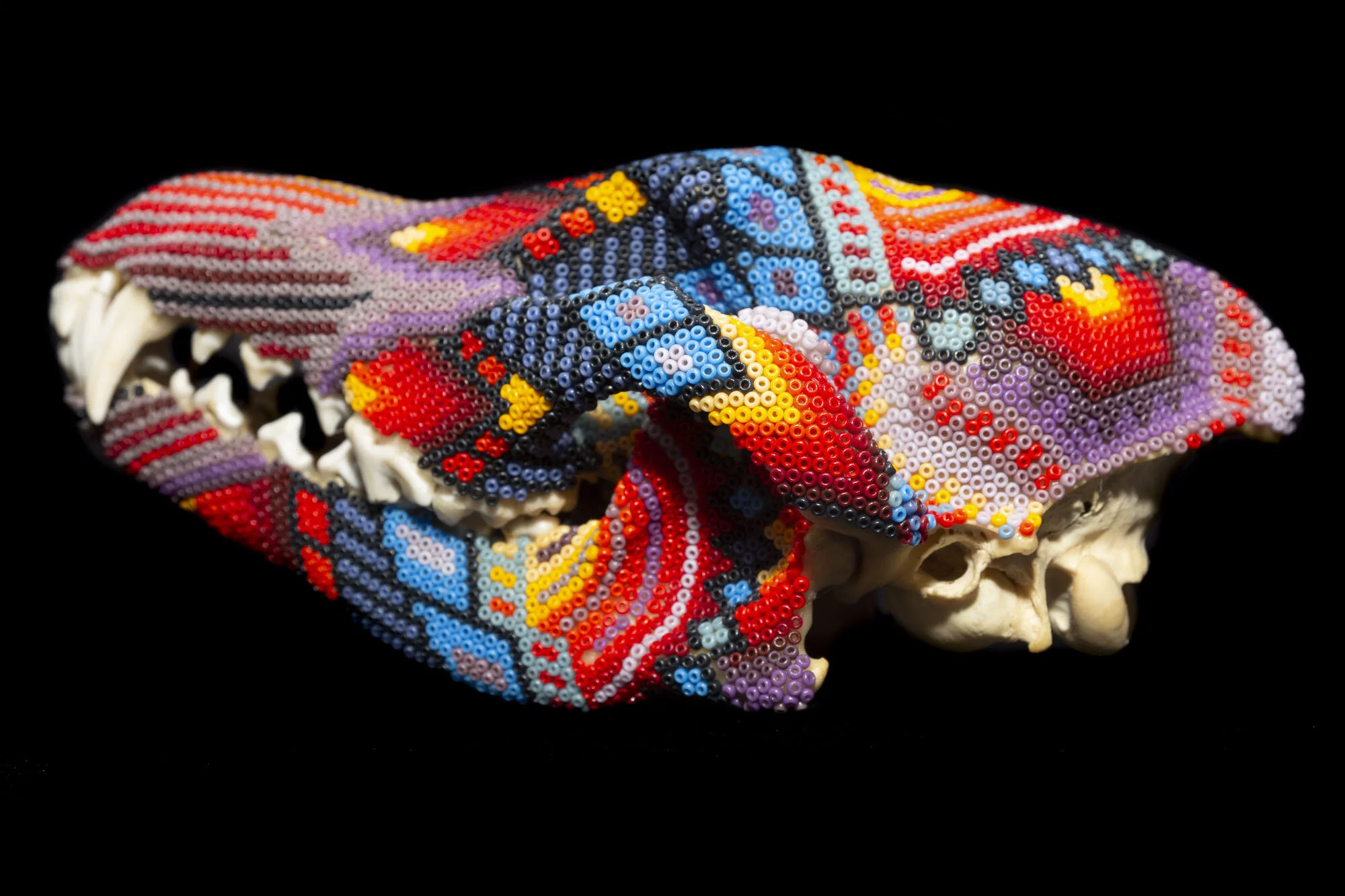  Anne’s Coyote 2020  by Carter Watkins  Seed beads, Beeswax, on found coyote skull  8” X 4” X 3.25” 
