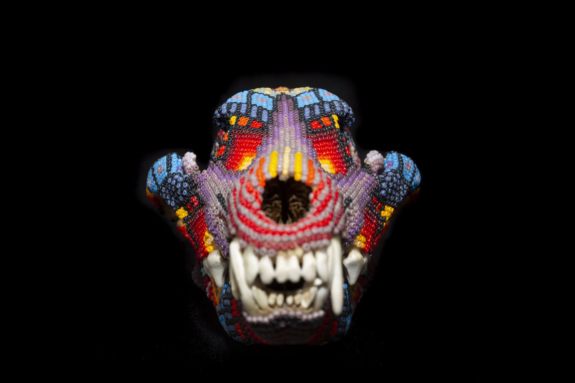 200601ANNE BAILEY COYOTEWEB HD__2.JPG