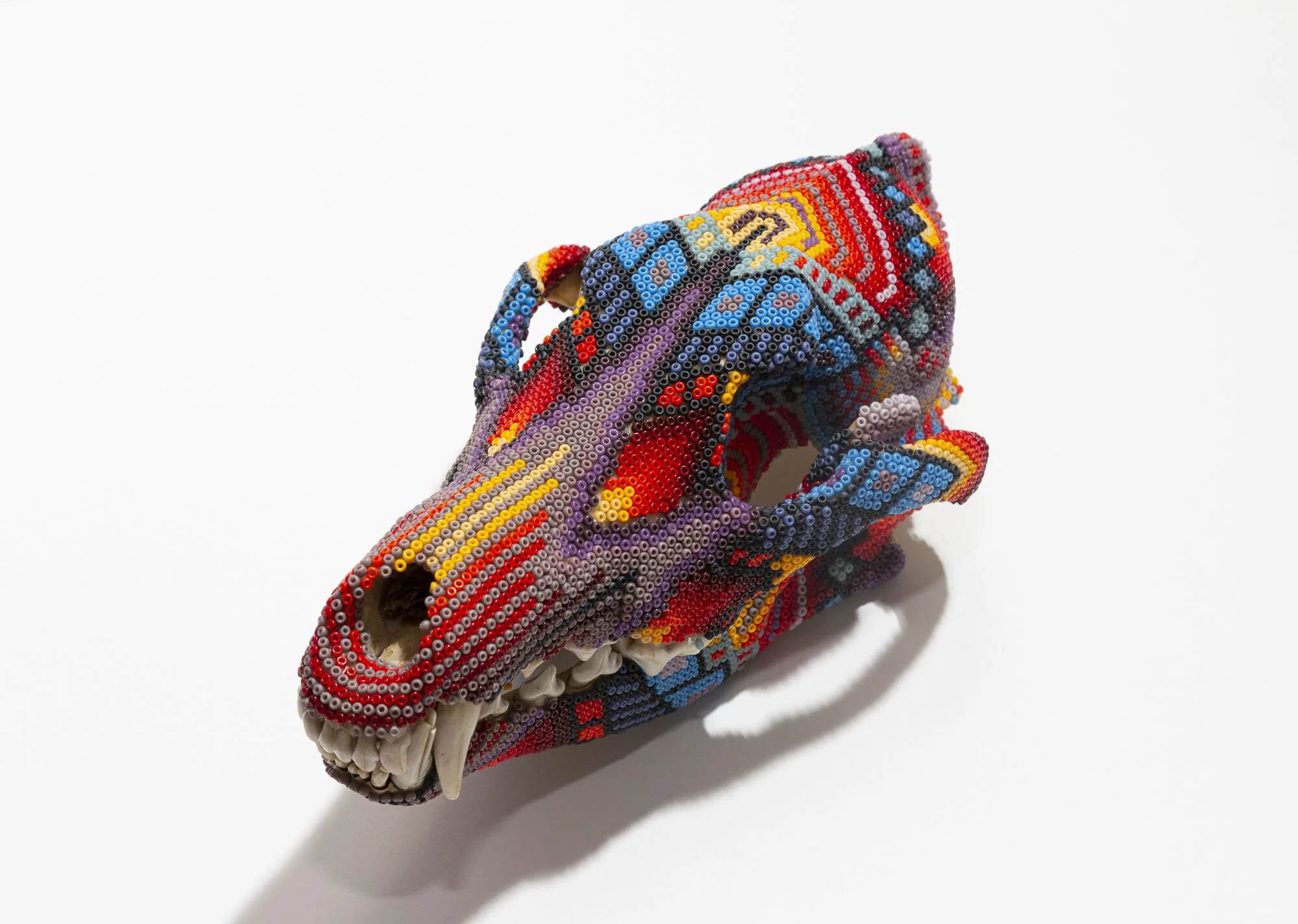 200530ANNE BAILEY COYOTEWEB HD__1.JPG