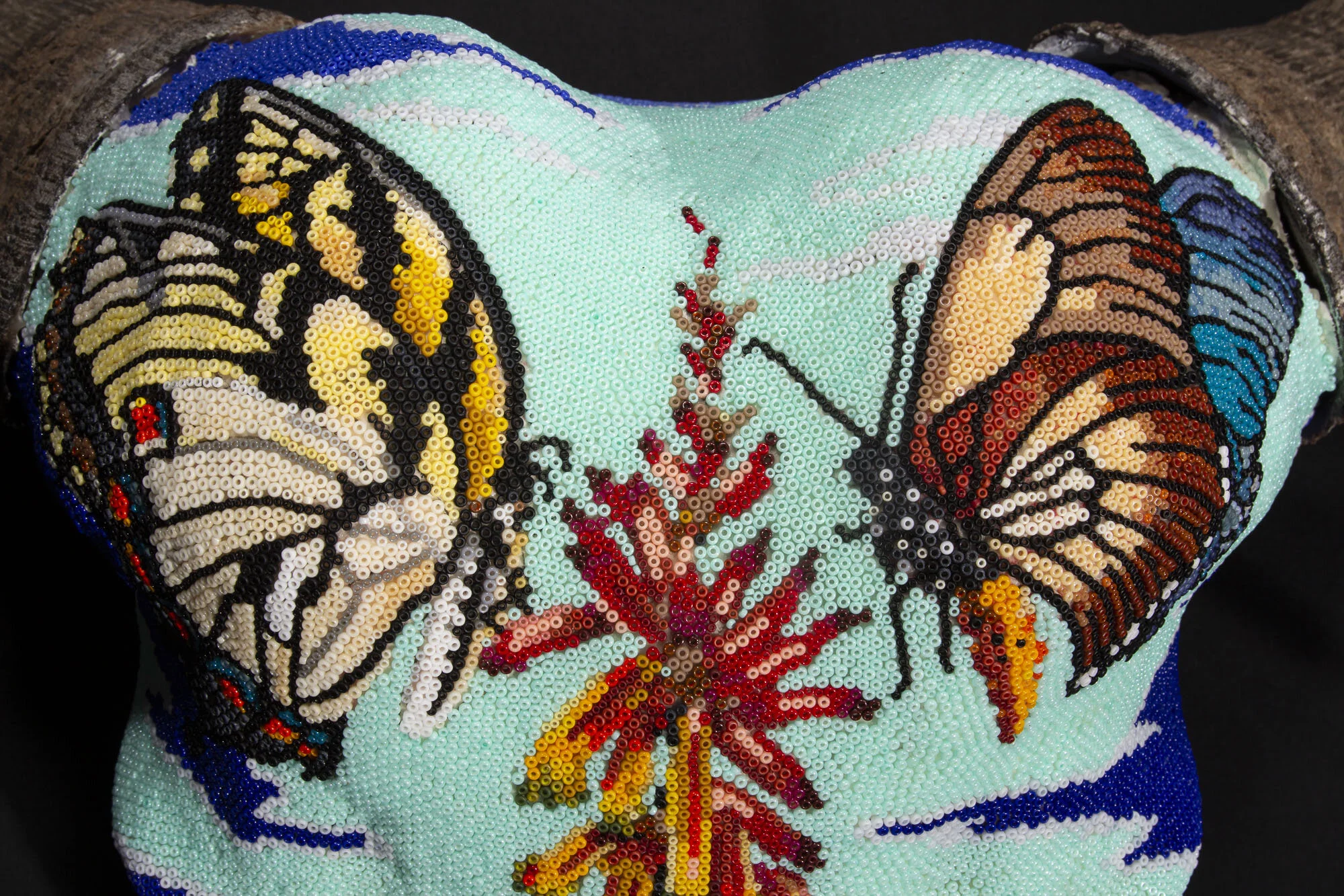 200714Butterflies and succulents_cape buffaloWEB HD__4.JPG