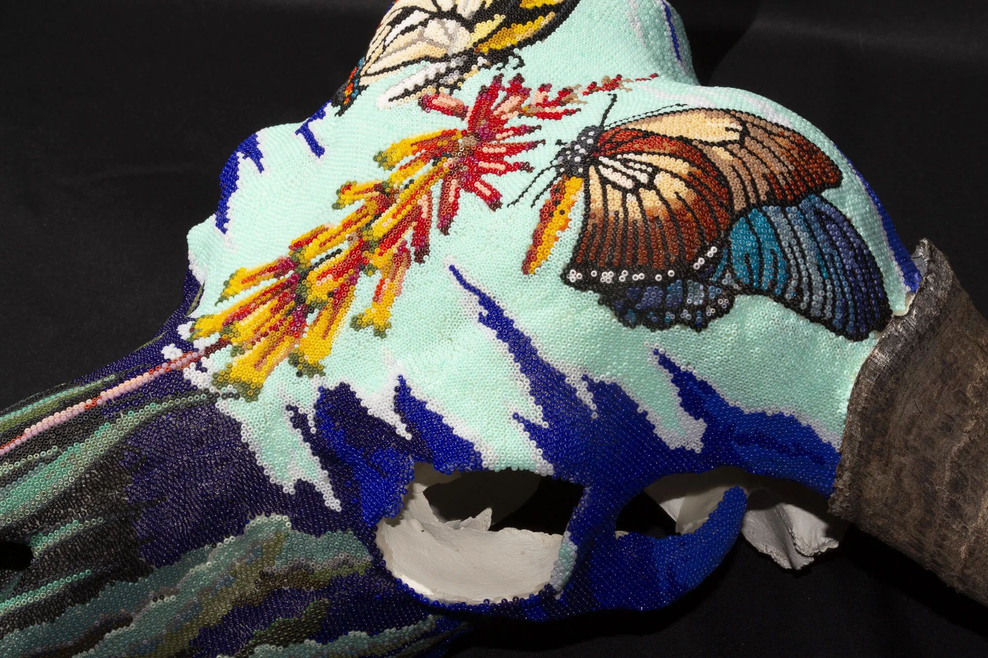 200714Butterflies and succulents_cape buffaloWEB HD__12.JPG